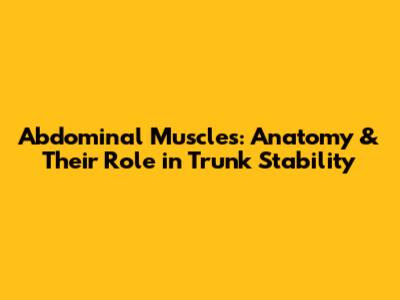 Abdominal Muscles: Anatomy & Their Role in Trunk Stability