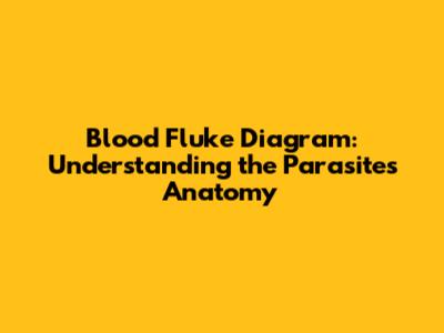 Blood Fluke Diagram: Understanding the Parasite's Anatomy