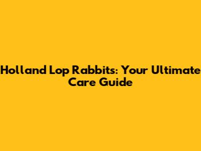 Holland Lop Rabbits: Your Ultimate Care Guide