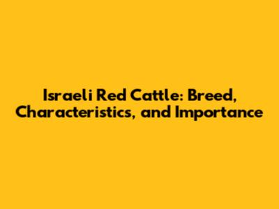 Israeli Red Cattle: Breed, Characteristics, and Importance
