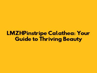 LMZHPinstripe Calathea: Your Guide to Thriving Beauty