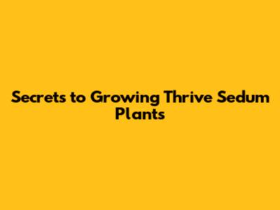 Secrets to Growing Thrive Sedum Plants